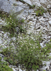 Tanacetum leptophyllum