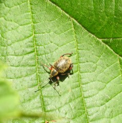 Dodecastichus geniculatus