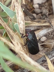 Prosapia ignifera