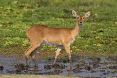 Common Reedbuck photo 2