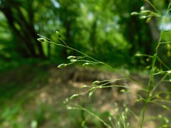 Dichanthelium yadkinense