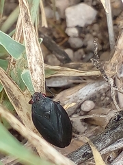 Prosapia ignifera