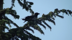 Corvus cornix sharpii