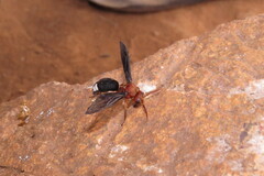 Synagris proserpina
