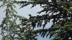 Corvus cornix sharpii