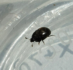 Cyllodes ater
