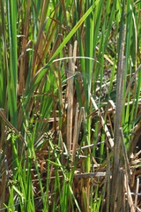 Anax imperator