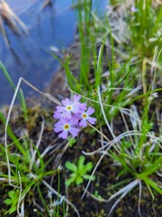 Primula mistassinica