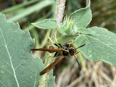 Mischocyttarus flavitarsis
