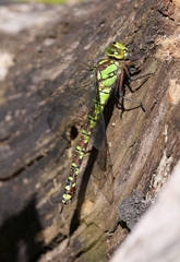 Aeshna cyanea