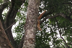 Heliosciurus mutabilis