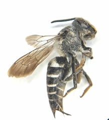 Coelioxys conicus
