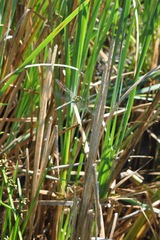 Anax imperator