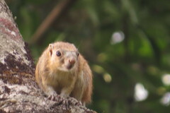 Heliosciurus mutabilis