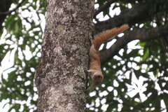 Heliosciurus mutabilis