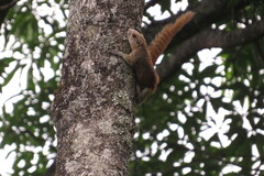 Heliosciurus mutabilis