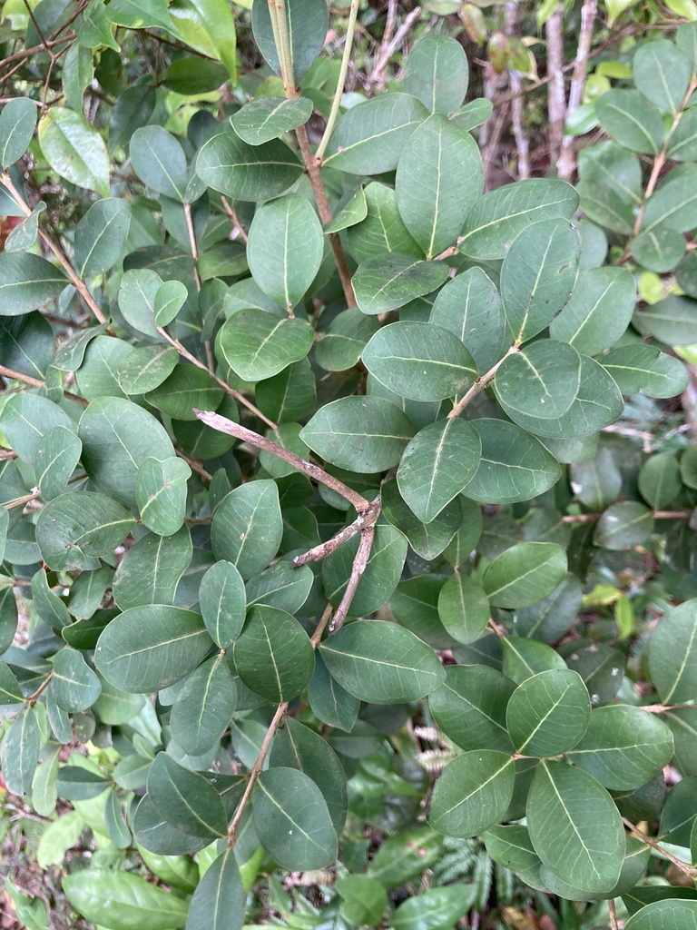 Eugenia sintenisii