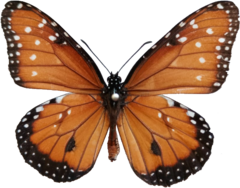 Danaus gilippus gilippus