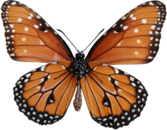 Danaus gilippus gilippus