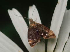 Prochoreutis
