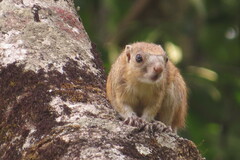 Heliosciurus mutabilis