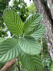 Guettarda ovalifolia