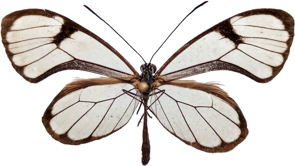 Pseudoscada erruca