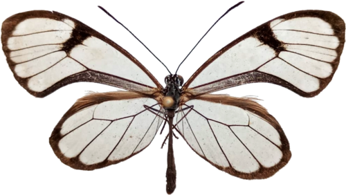 Pseudoscada erruca
