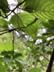 Guettarda ovalifolia