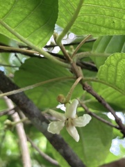 Guettarda ovalifolia