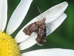 Prochoreutis