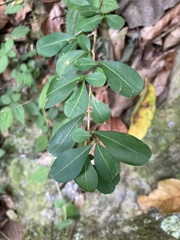 Erythroxylum brevipes