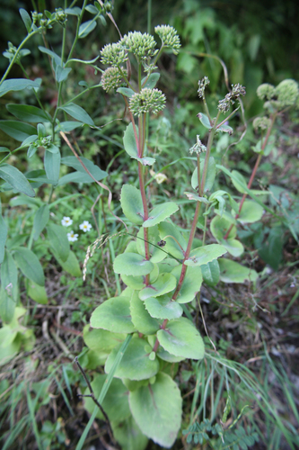 Hylotelephium caucasicum