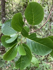 Pisonia roqueae