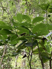 Pisonia roqueae