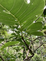 Pisonia roqueae