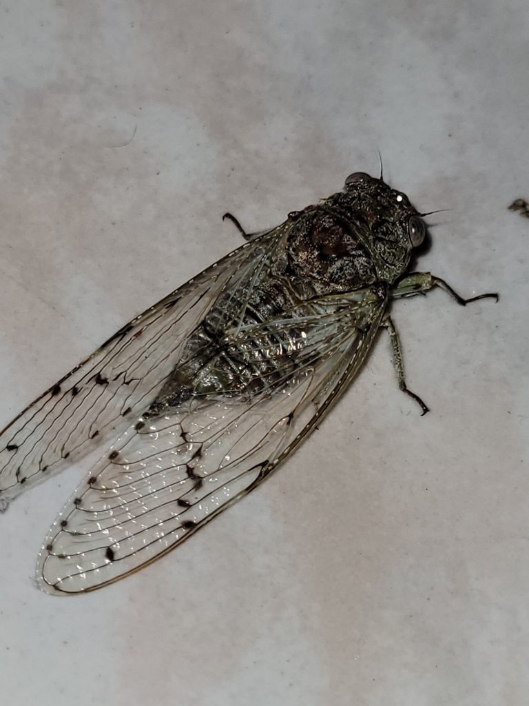 Proarna guttulosa