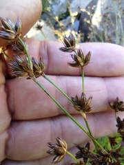 Juncus longistylis