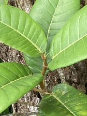 Ficus trigonata