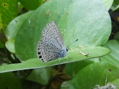 Hemiargus ramon