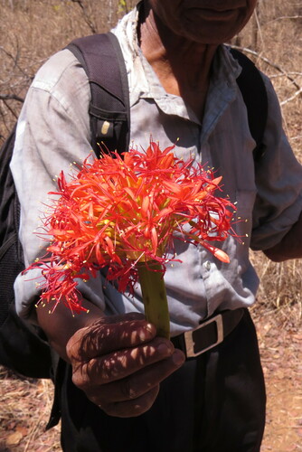 Scadoxus image