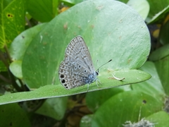 Hemiargus ramon