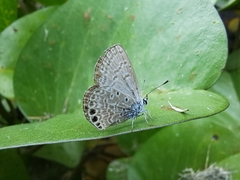 Hemiargus ramon
