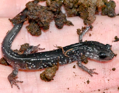 Plethodon cylindraceus