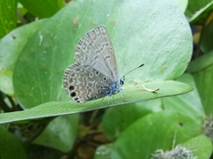 Hemiargus ramon