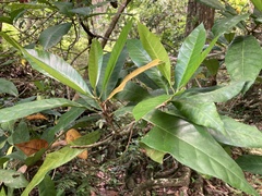 Pouteria multiflora