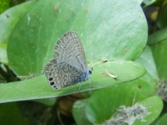 Hemiargus ramon