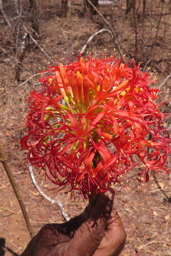 Scadoxus multiflorus image