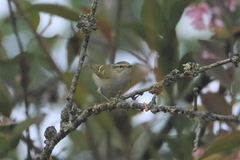 Phylloscopus humei