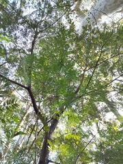 Acacia elata